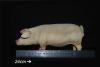 Artikelbild 5 des Artikels “Schwein  (Pink) 1/6 “