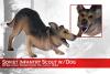  Product image 6 of the product “Vadim Antonovich Popov mit Laika ”