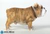  Artikelbild 6 des Artikels “British Bulldog (Light Brown ) 1:6 “