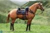  Artikelbild 6 des Artikels “Brown-Red War Horse (Standing) US Army Cavalry - 1/6 scale “