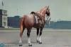  Product image 6 of the product “Anselm - WW II German - Brown WWII German War Horse (Standing)- in 1:6 ”