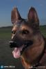  Artikelbild 6 des Artikels “Deutscher Schäferhund 1:6 “