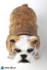  Artikelbild 7 des Artikels “British Bulldog (Light Brown ) 1:6 “