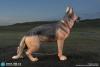  Artikelbild 7 des Artikels “Deutscher Schäferhund 1:6 “
