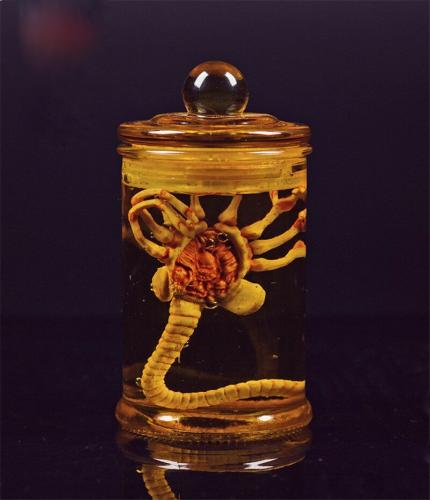 Product image of the product “facehugger - LARVA mit Glas mit Schraubdeckel ”