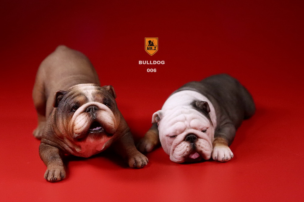  Product image 1 of the product “British Bulldog Dogs Set (Brown) 1/6 ”