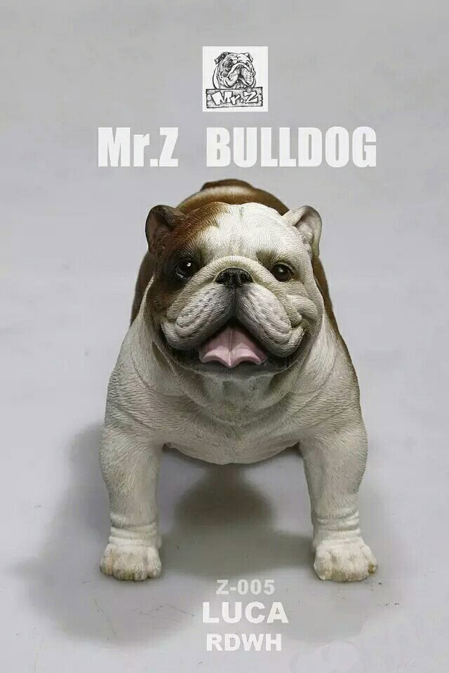  Artikelbild 1 des Artikels “English Bulldog Luca 1:6 “