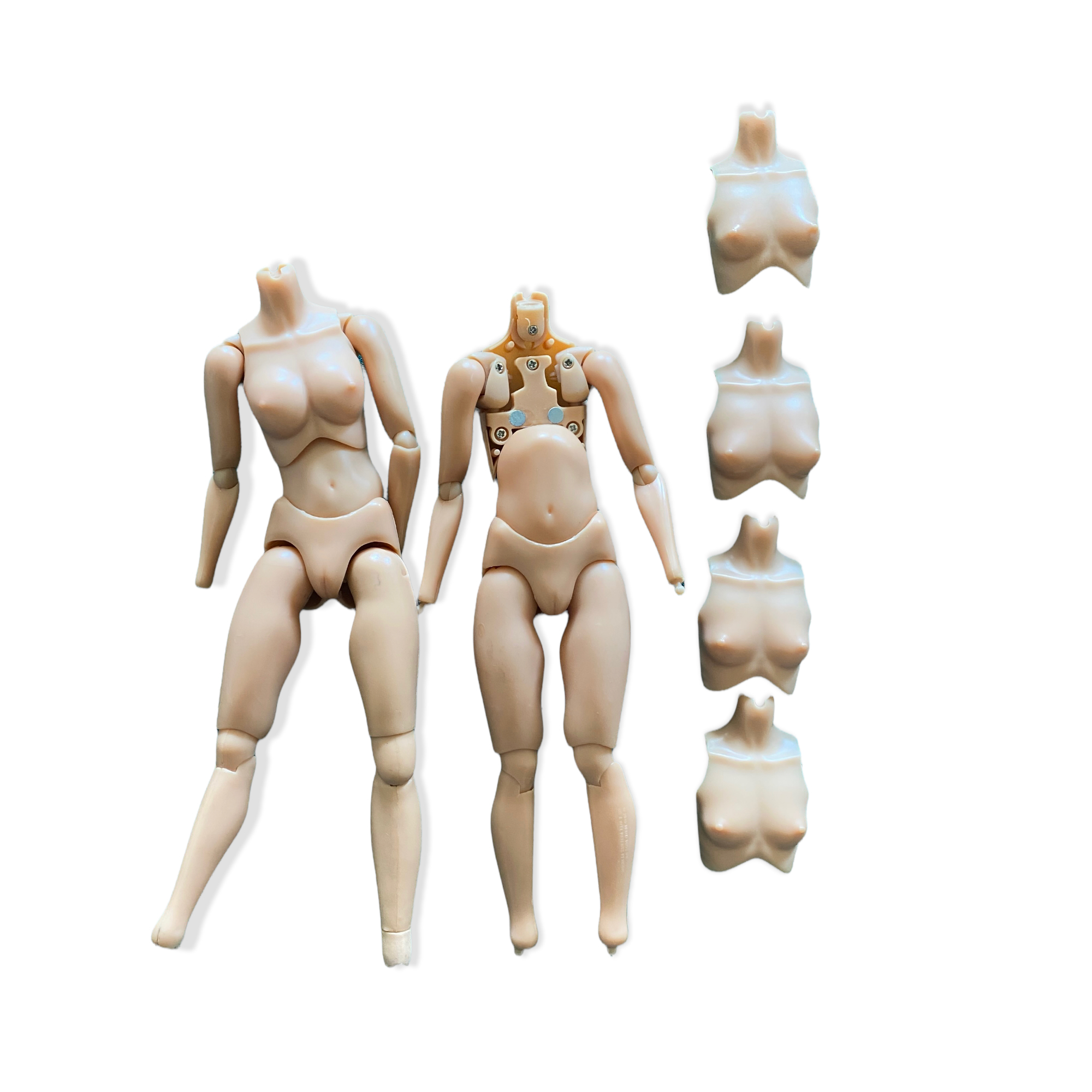  Artikelbild 1 des Artikels “Evalution (EVA) Caucasian Body “