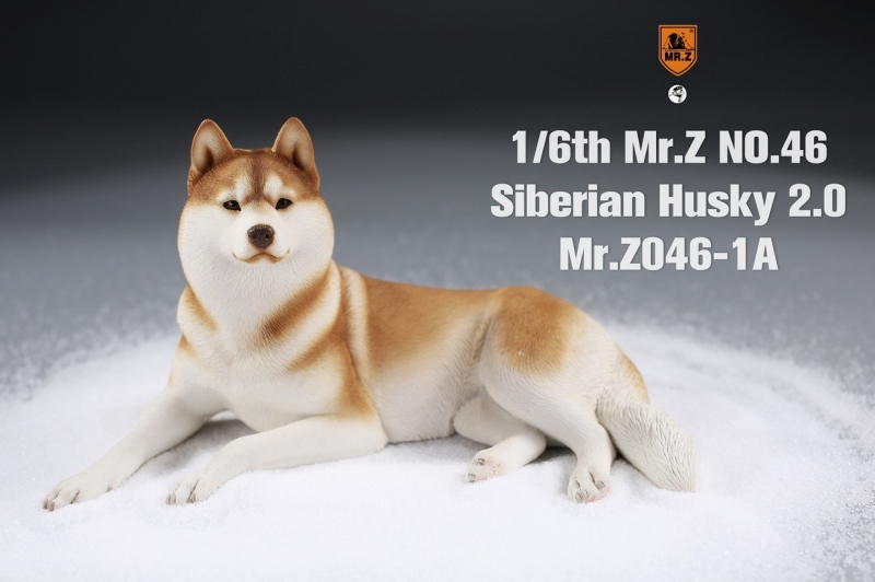  Artikelbild 1 des Artikels “Siberian Husky Dog 2.0 (Beige) 1:6 “