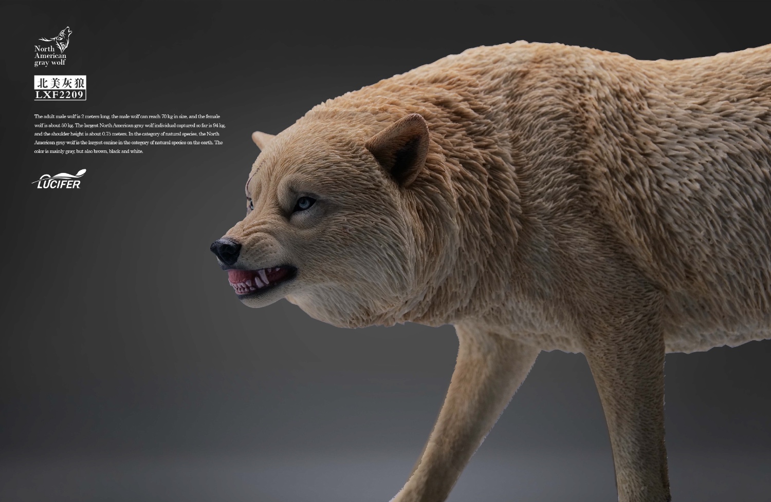  Artikelbild 1 des Artikels “1/6 weisser Wolf “