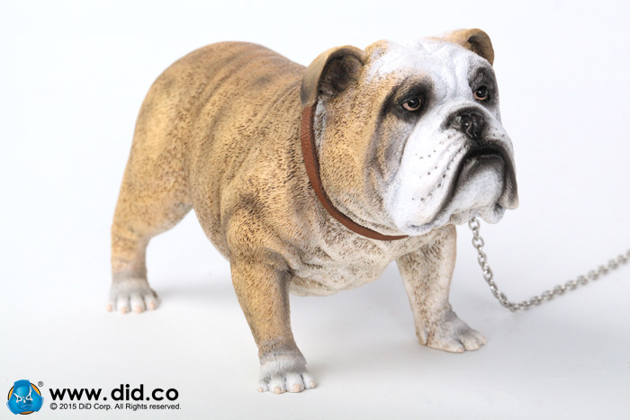  Artikelbild 2 des Artikels “British Bulldog (Light Brown ) 1:6 “