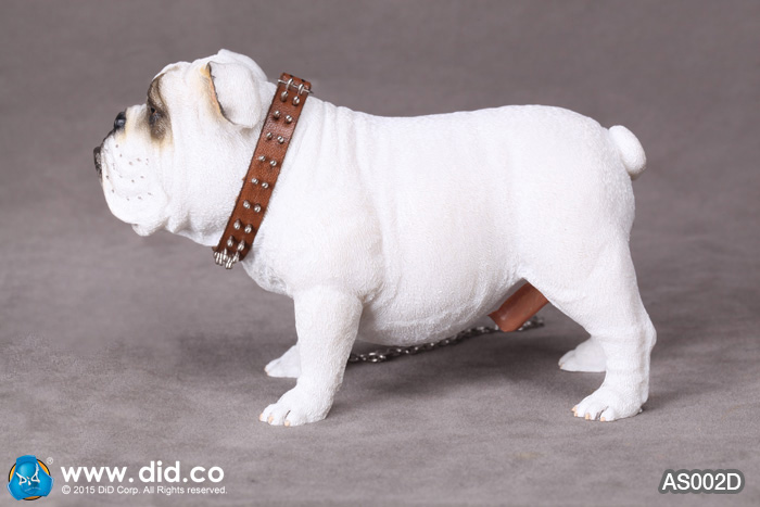  Product image 2 of the product “British Bulldog (White) 1/6 ”