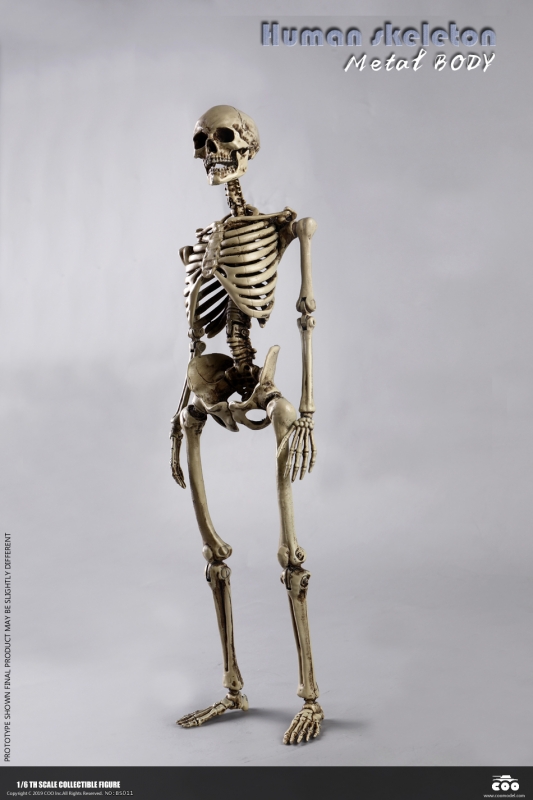  Product image 2 of the product “1/6 Scale The Skeleton Metal ”