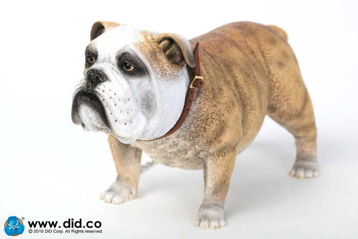  Artikelbild 3 des Artikels “British Bulldog (Light Brown ) 1:6 “