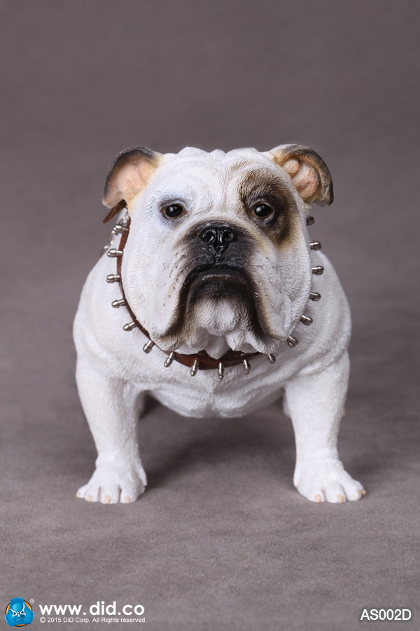  Product image 3 of the product “British Bulldog (White) 1/6 ”