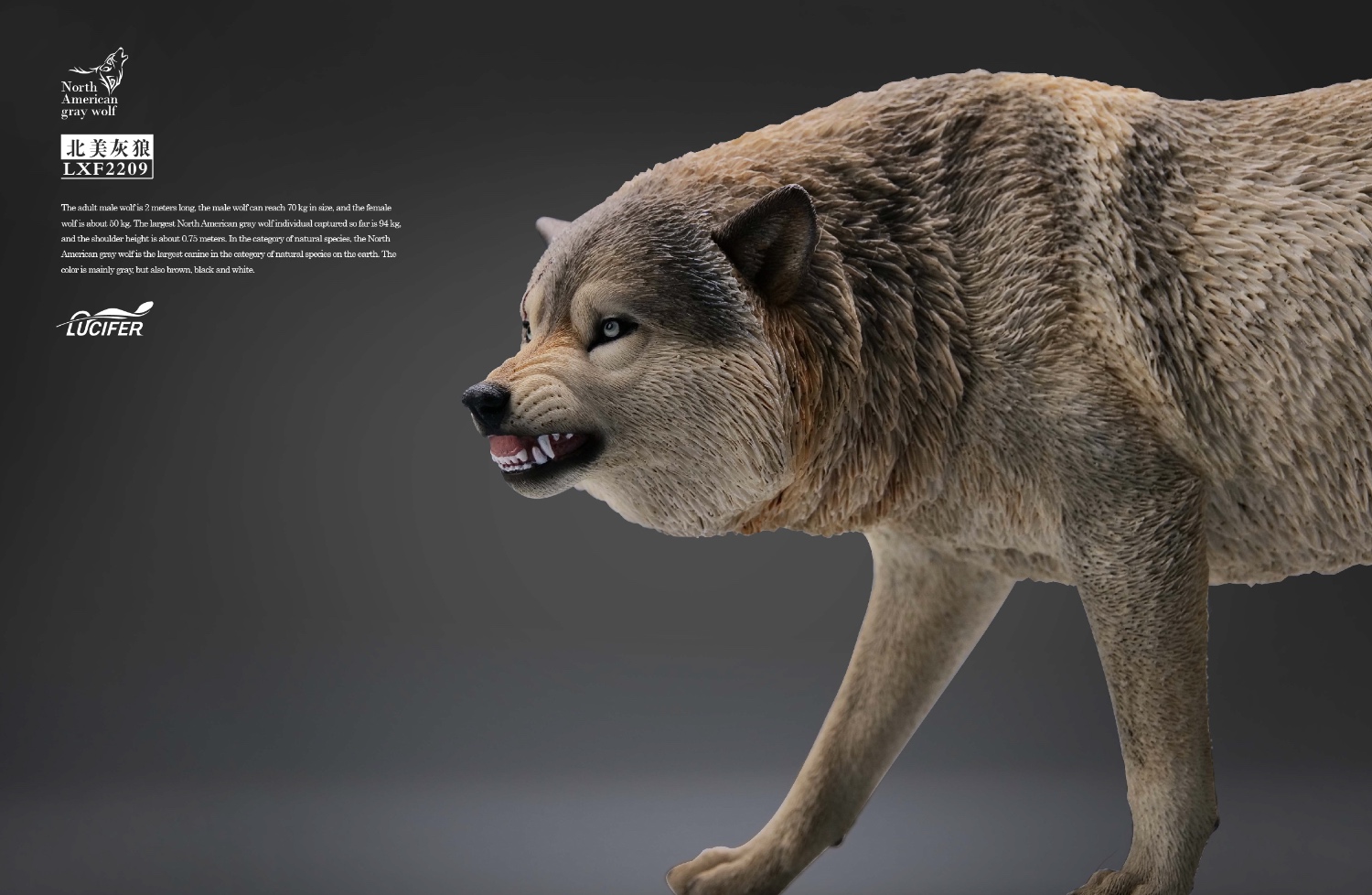  Artikelbild 3 des Artikels “1/6 Grauer Wolf “