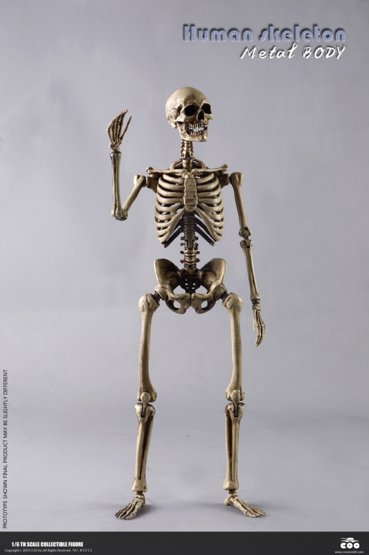  Product image 3 of the product “1/6 Scale The Skeleton Metal ”
