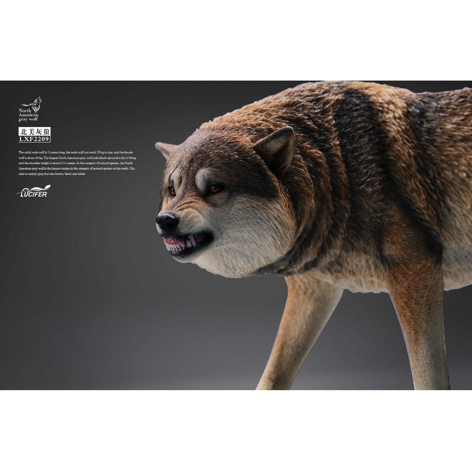  Artikelbild 4 des Artikels “1/6 Grauer Wolf “