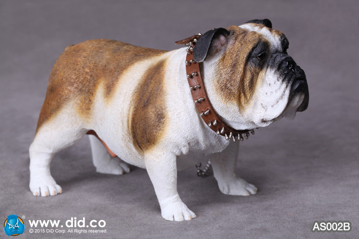  Artikelbild 5 des Artikels “British Bulldog (Brown White) 1:6 “