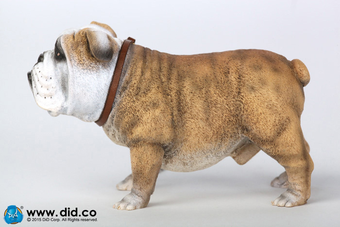  Artikelbild 5 des Artikels “British Bulldog (Light Brown ) 1:6 “