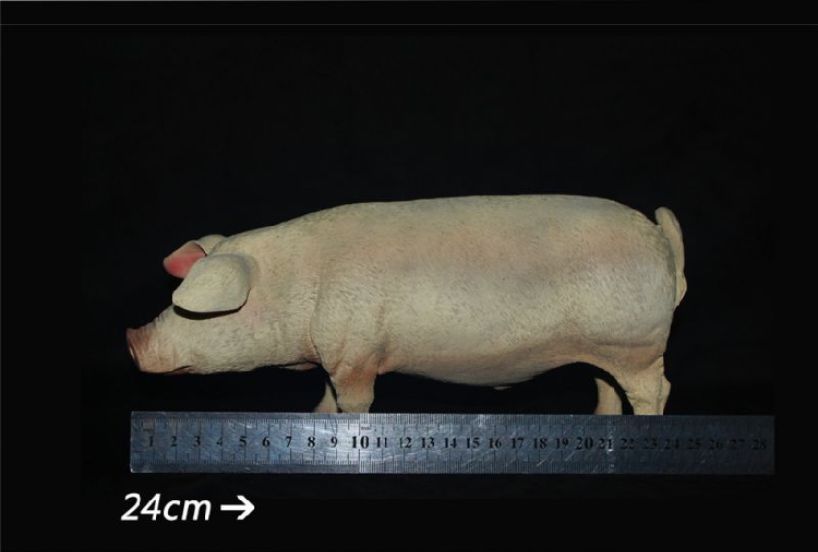  Artikelbild 5 des Artikels “Schwein  (Pink) 1/6 “