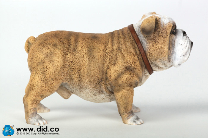  Artikelbild 6 des Artikels “British Bulldog (Light Brown ) 1:6 “