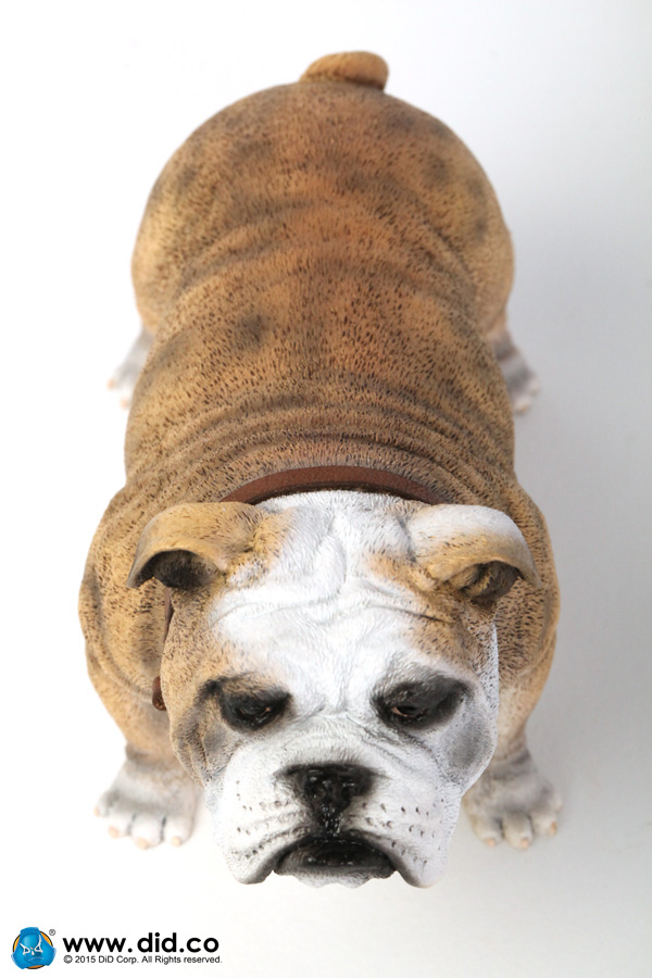  Artikelbild 7 des Artikels “British Bulldog (Light Brown ) 1:6 “